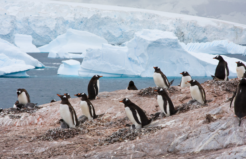 Gentoo Penguin Colony